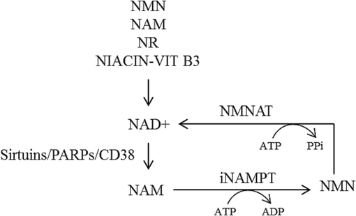 NAD + biosynthesis by salvage pathway. CD38-cyclic ADP ribose hydrolase; NAD + -Nicotinamide adenine dinucleotide; NAM-nicotinamide; NR-nicotinamide riboside; NMN-nicotinamide mononucleotide’; iNAMPT-intracellular nicotinamide phosphoribosyltransferase (visfatin); NMNAT-nicotinate mononucleotide adenylyltransferase’ PARP-poly-ADP ribose polymerase; PPi-pyrophosphate; Vit B3-vitamin B3.