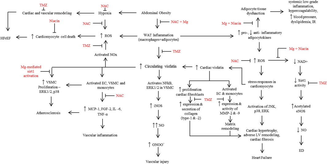 Flowchart summarizes the reported effects of circulating visfatin in the cardiovascular system and the potential cardioprotective effects of trimetazidine (TMZ) and adjuvant therapy. EC-endothelial cells; ED-endothelial dysfunction; eNOS-endothelial nitric oxide synthase; FGF2-fibroblast growth factor-2; HFrEF-heart failure with reduced ejection fraction; IL-6-interleukin-6; iNOS-inducible nitric oxide synthase; LV-left ventricle; MCP-1-Monocyte chemoattractant protein-1; Mg-magnesium; MMP-matrix metalloproteinase; NAC-N-acetylcysteine; NAD+ - Nicotinamide adenine dinucleotide; NO-nitric oxide; NOx-NADPH oxidase; ONOO-peroxynitrite; ROS-reactive oxygen species; Sirt1-siruin-1; TNFα-tumor necrosis factor-alpha; VSMC-vascular smooth muscle cells; WAT-white adipose tissue; ↑-upregulation; ↓-downregulation.