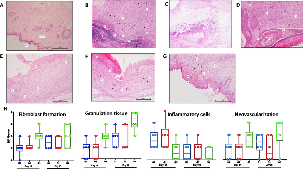 Histopathology with scoring of skin at days 0, 14 & 21 stained with H&E (100 × ). Day 0 - (A) Diabetic Control rat showing normal skin with epidermis (EP) and dermis. Day 14 - (B, C & D) Skin of Diabetic control, Vehicle control & SPPE treated rats respectively showing inflammatory cells, Collagen and granulation tissue within dermis (c), neovascularization (→), immature epidermis (IE), ulceration (U) and fibroblast proliferation (→) respectively. Day 21- (E, F & G) Diabetic control, Vehicle control & SPPE treated rat skins respectively showing inflammatory cells, collagen and granulation tissues in dermis, fibroblast formation with neovascularization and immature epidermis. (H) Box plots showing histopathology scores for skin parameters across all treatments. Median is represented by the horizontal lines, and minimum and maximum by the error bars. *Significant (p < 0.05). A score of 0 indicates none, 1-Minimal/Rare, 2-Moderate, 3-Abundant, and 4-Severe/Marked.