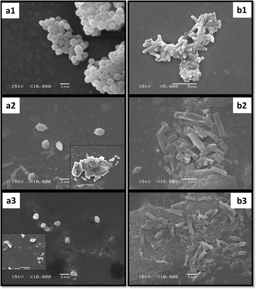 a-b: SEM micrographs of S. aureus (a1) and E. coli (b1) untreated cells; S. aureus (a2) and E. coli (b2) cells treated with sub inhibitory concentration of FAgNPs; S. aureus (a3) and E. coli (b3) cells treated with MAgNPs.