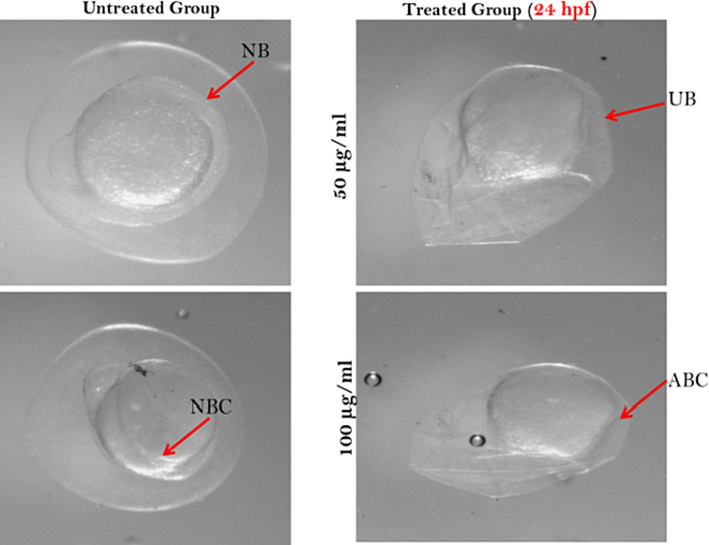 Zebrafish embryos after 24 hpf exposed to dried fish treatments. Here, NB- normal blastomere; UB- unequal blastomere; NBC- normal blastomeric curve and ABC- abnormal blastomeric curve.