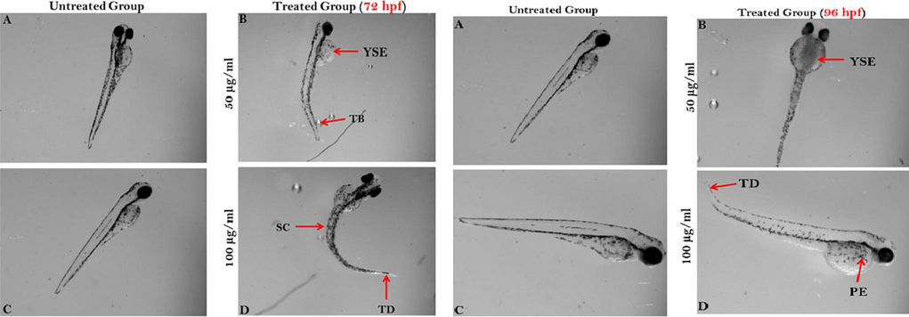 Zebrafish embryos after 72 and 96 hpf exposed to dried fish treatments. Here, YSE- yolk sac edema; TB- tail bending; SC- spinal curvature; TD- tail deformation and PE- pericardial edema.