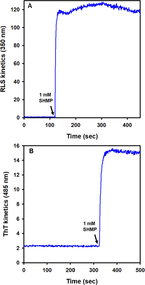 Aggregation Kinetics of trypsin induced by SHMP at pH 6.0. (A) RLS scattering was measured at 350 nm using trypsin samples (8.3 μM) without SHMP. After 110 s, 1000 µM SHMP was added, and RLS was monitored continuously. (B) Effect of SHMP on the ThT fluorescence kinetics. At pH 6.0, 10 µM ThT dye was applied to trypsin samples (8.3 μM) without SHMP, and ThT kinetics were observed at 485 nm. When 1000 µM SHMP was added, ThT fluorescence increased approximately five-fold and reached a plateau within a few seconds.