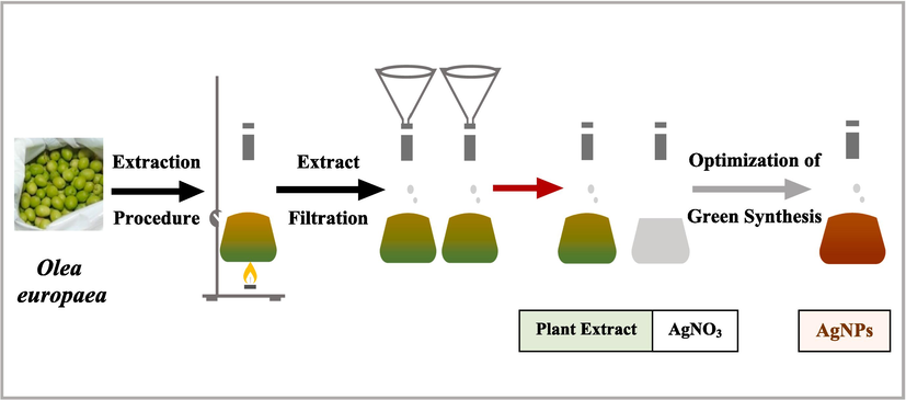 Plant mediated synthesis of AgNPs.