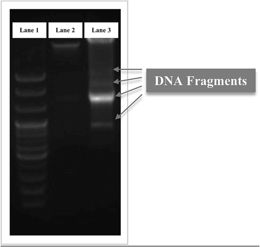 DNA fragmentation of treated T47D cells; (Lane 1) DNA marker (BioFACT TM 100 bp DNA Ladder), (Lane 2) untreated cells (control), and (Lane 3) treated cells with 200 µg/mL AgNP-OFE. Gray arrows designate the fragmented DNA of treated cells.