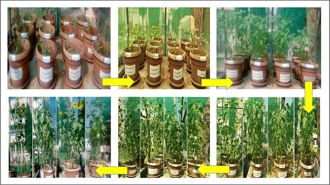 Growth of Helianthus annuus after every 15 days in soils amended with the prepared compost.