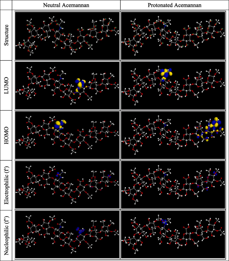 Optimized molecular structure, frontiers molecular orbitals and Fukui functions distributions of neutral and protonated Acemannan.