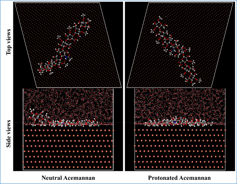 Side and Top views of the most stable configurations for the adsorption of neutral and protonated Acemannan over Cu (1 1 1) surface obtained from MD simulations.