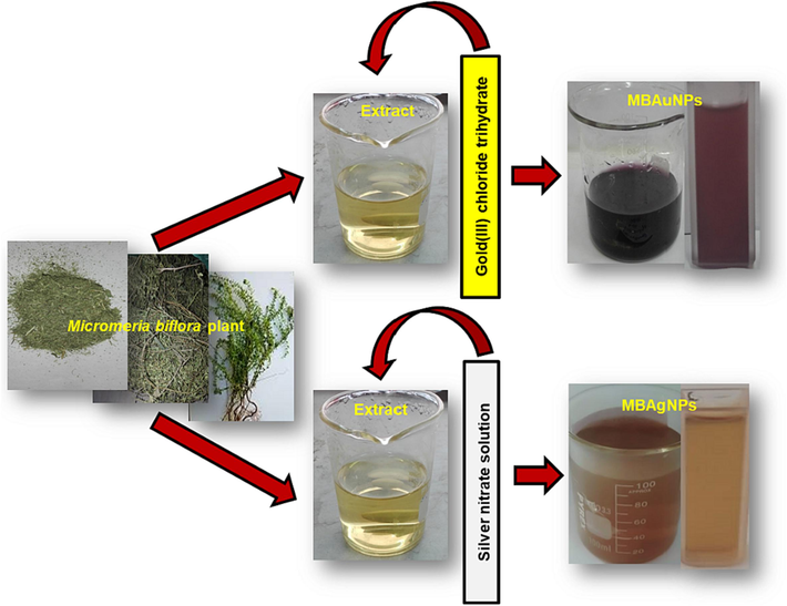 Colourimetric visible changes in the synthesis of MBAuNPs and MBAgNPs at sunlight.