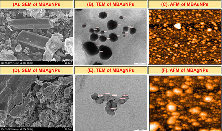 Size and morphology by (A, D) SEM (B, E), TEM (C, F), AFM images of the synthesized MBAuNPs and MBAgNPs.