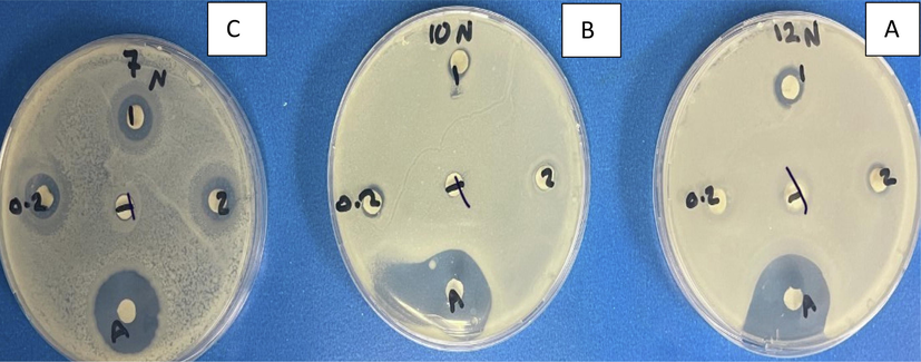 Antibacterial activity of chitosan and Capsicum annuum. Agar disc diffusion technique displaying the antibacterial action of chitosan and Capsicum annuum against three bacterial strains at MIC values. Data are expressed as the mean zone of inhibition in mm. A is S. aureus, B is Pseudomonas aeruginosa and C is Salmonella typhimurium. 1 is capsicum + chitosan 10 mg/ml,2 capsicum + chitosan 5 mg/ml, 0.2 is capsicum 10 mg/ml, T is chitosan 10 mg/ml and A is Imipenem 10 µg.