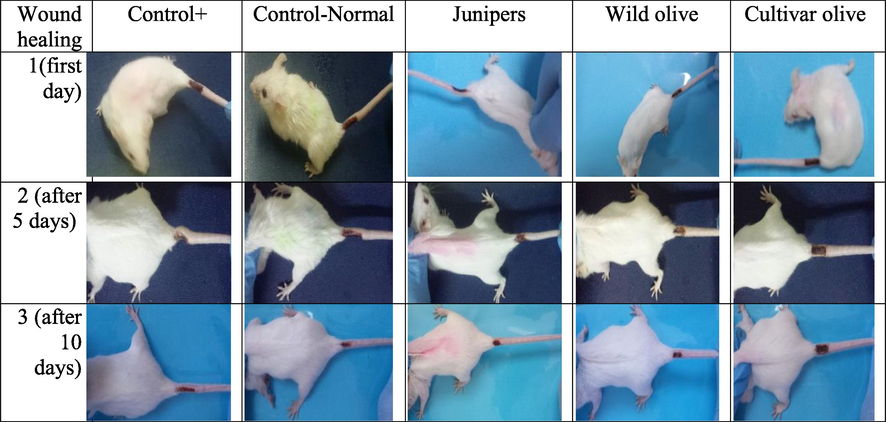 Effect of Juniperus excelsa, Olea oleaster (wild olive) and Olea europaea (Cultivar olive) on wound healing.