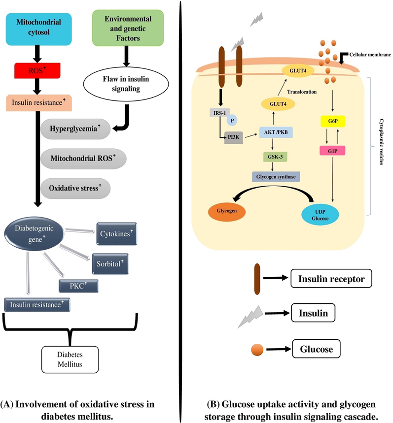 (A) Involvement of oxidative stress in diabetes mellitus; ROS - Reactive oxygen species, PKC - Protein kinase C. (B) Glucose uptake activity and glycogen storage through insulin signalling cascade; IR - Insulin receptor, IRS - Insulin receptor substrate, AKT/PKB - Protein kinase B, GSK- Glycogen synthase kinase 3.