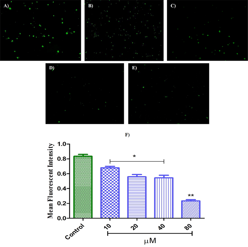 DCFDA labeling in L6 cells (3.6 x105/well) to measure intracellular ROS. (A) Control: Induced oxidative stress in L6 cells using 25 mM glucose. (B) 25 mM glucose + 10 µM GP13, (C) 25 mM glucose + 20 µM GP13, (D) 25 mM glucose + 40 µM GP13, (E) 25 mM glucose + 80 µM GP13 and (F) The fluorescence intensity percentage for the experimental groups. Data presented in mean ± standard deviation (SD) of triplicates. The asterix (*) indicates p < 0.05 and double asterix (**) indicates p < 0.01 compared to control.