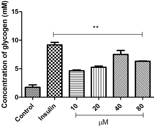 Dose-response analysis of GP13 (10 to 80 µM) in glycogen synthesis in L6 cell lines. The concentration of glycogen was measured in L6 cell lines tretaed with different doses of GP13. The concentration of glycogen was expressed as mM. Values are statistically significant at **p < 0.01 as compared to the control.