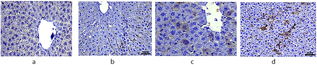 Immunohistochemical expression of COX-2 in the liver of rats.