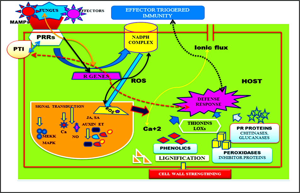 The recognition of a pathogen and the production of a host defence response. Pathogen effectors or microbe associated molecular patterns (MAMPs) are molecular signatures employed by pathogens that are identified by the host via. R gene products and specific pathogen recognition receptors (PRRs). Pathogen-triggered immunity (PTI) is formed in response to MAMPs, while effector-triggered immunity (ETI) is generated in response to effectors. The activation of the plethora of signal transduction pathways mediated by phytohormones such as SA, JA, and ET is the result of this recognition. The detection of pathogenic elicitors or components is accompanied by a shift in membrane potential, which leads to the activation of the NADPH complex, which is implicated in the generation of ROS molecules, and thus the activation of the ROS scavenging mechanism. Ca+2 signalling may be activated as a result of the shift in ionic flux.