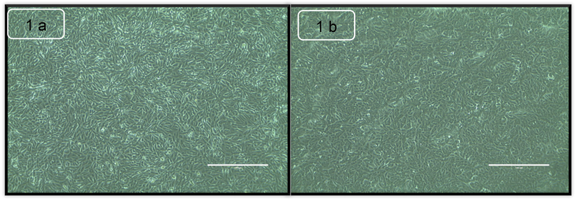 Microscopic images of Centella asiatica against oral keratinocyte cell line in control (1a) and after 24 h exposure with 12.5 µg/mL concentrations (1b).