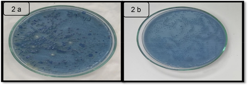 Streptococcus mutans colony count using agar plate method. 2a representing the pre-interventional period (at baseline or first day) and 2b representing the post-interventional period (after period of 3 months).