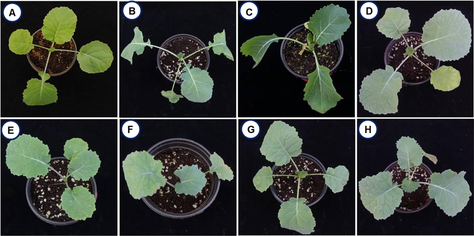 The representative figures of eight Brassica napus varieties used in the study. A, Westar; B, Naehan; C, Youngsan; D, Joongmo 7001; E, Joongmo 7002; F, Tamla; G, Tammi; H, Hanla.