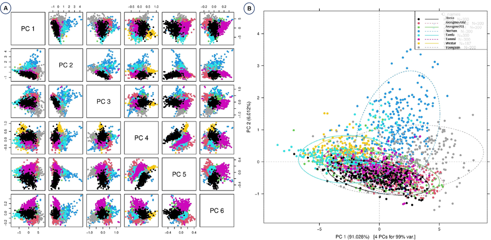 Principal component analyses based on the Vis-NIR spectra of eight B. napus varieties. Raw spectra have been used. (A) Paired blot; (B) axes are first and second principal components.