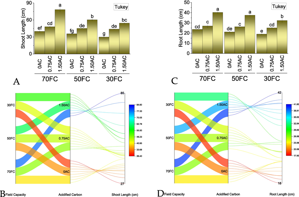 Effect of AC application rates on shoot (A) and root length (C) of maize grown under normal, mild, and severe drought stress. Bars are means of 3 replicates ± SE. Variable letters on bars are showing significant changes (Tukey test; p ≤ 0.05). A parallel plot is showing the interaction of variables for shoot and root length of maize grown under normal, mild, and severe drought stress. The color scheme is showing the data range for shoot (B) and root length (D) affected by treatments. AC = acidified carbon; FC = Field capacity; AC = acidified carbon; FC = Field capacity.