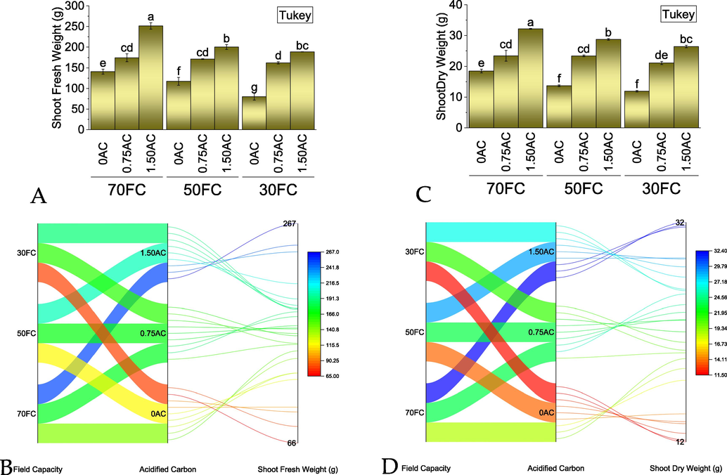 Effect of AC application rates on shoot fresh (A) and dry (C) weight of maize grown under normal, mild, and severe drought stress. Bars are means of 3 replicates ± SE. Variable letters on bars are showing significant changes (Tukey test; p ≤ 0.05). A parallel plot is showing the interaction of variables for shoot fresh (C) and dry (D) weight of maize grown under normal, mild, and severe drought stress. The color scheme is showing the data range for shoot fresh weight affected by treatments. AC = acidified carbon; FC = Field capacity.