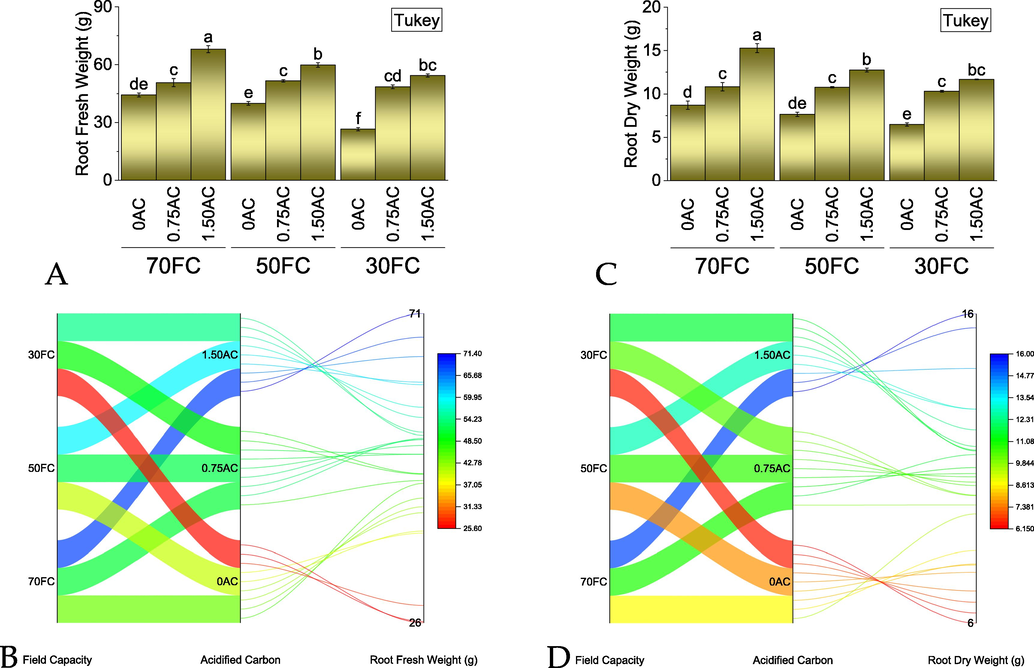 Effect of AC application rates on root fresh (A) and dry (C) weight of maize grown under normal, mild, and severe drought stress. Bars are means of 3 replicates ± SE. Variable letters on bars are showing significant changes (Tukey test; p ≤ 0.05). A parallel plot is showing the interaction of variables for root fresh weight of maize grown under normal, mild, and severe drought stress. The color scheme is showing the data range for root fresh (C) and dry (D) weight affected by treatments. AC = acidified carbon; FC = Field capacity.