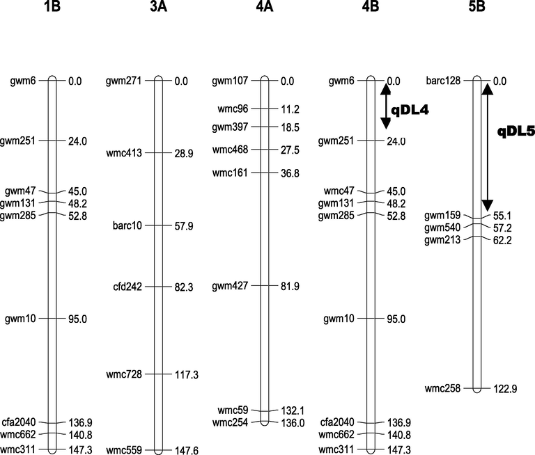 Genetic map and Location of QTLs on chromosomes 4B and 5B.