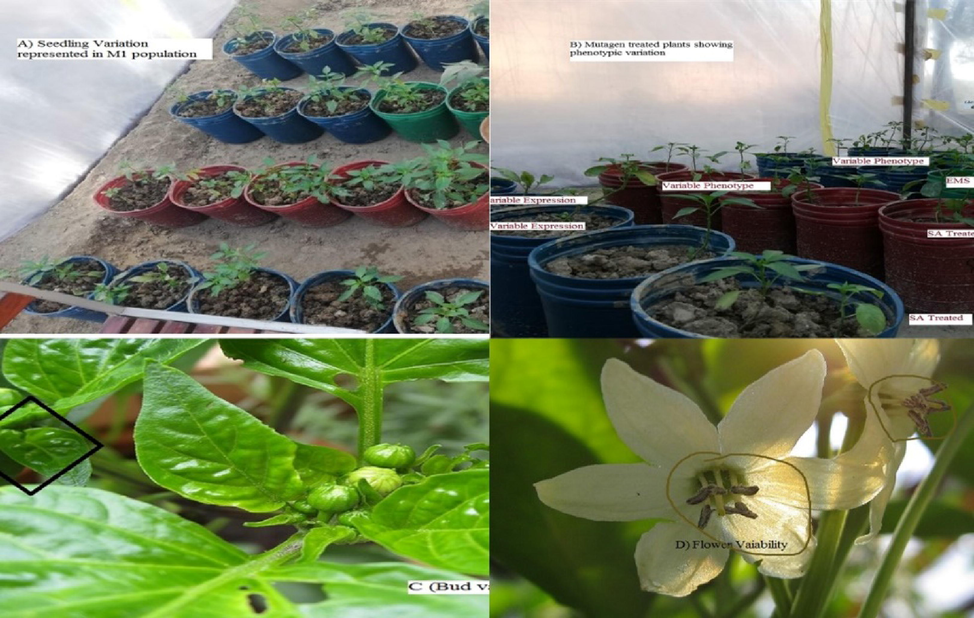 The EMS and SA-treated plants showing phenotypic variability.