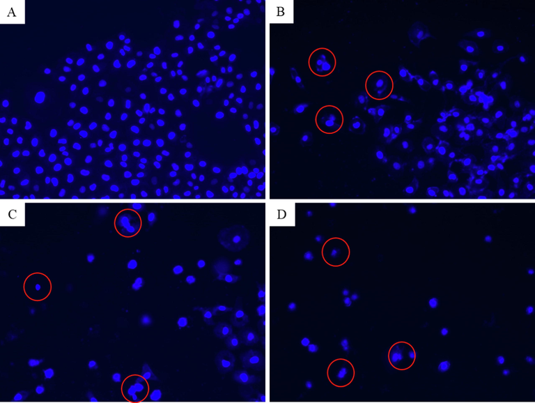 Fluorescence microscopic observation of chromosomal condensation of NRK52E cells following exposure to different concentrations of CuO-rGO NCs for 24 h. (A) Control cells. (B) Cells treated with 25 µg/ml of CuO-rGO NCs. (C) Cells treated with 50 µg/ml of CuO-rGO NCs. (D) Cells treated with 100 µg/ml of CuO-rGO NCs. Red circles indicate chromosomal condensation. NRK52E: Normal rat kidney cells and CuO-rGO NCs: Copper oxide-reduced graphene oxide nanocomposites.