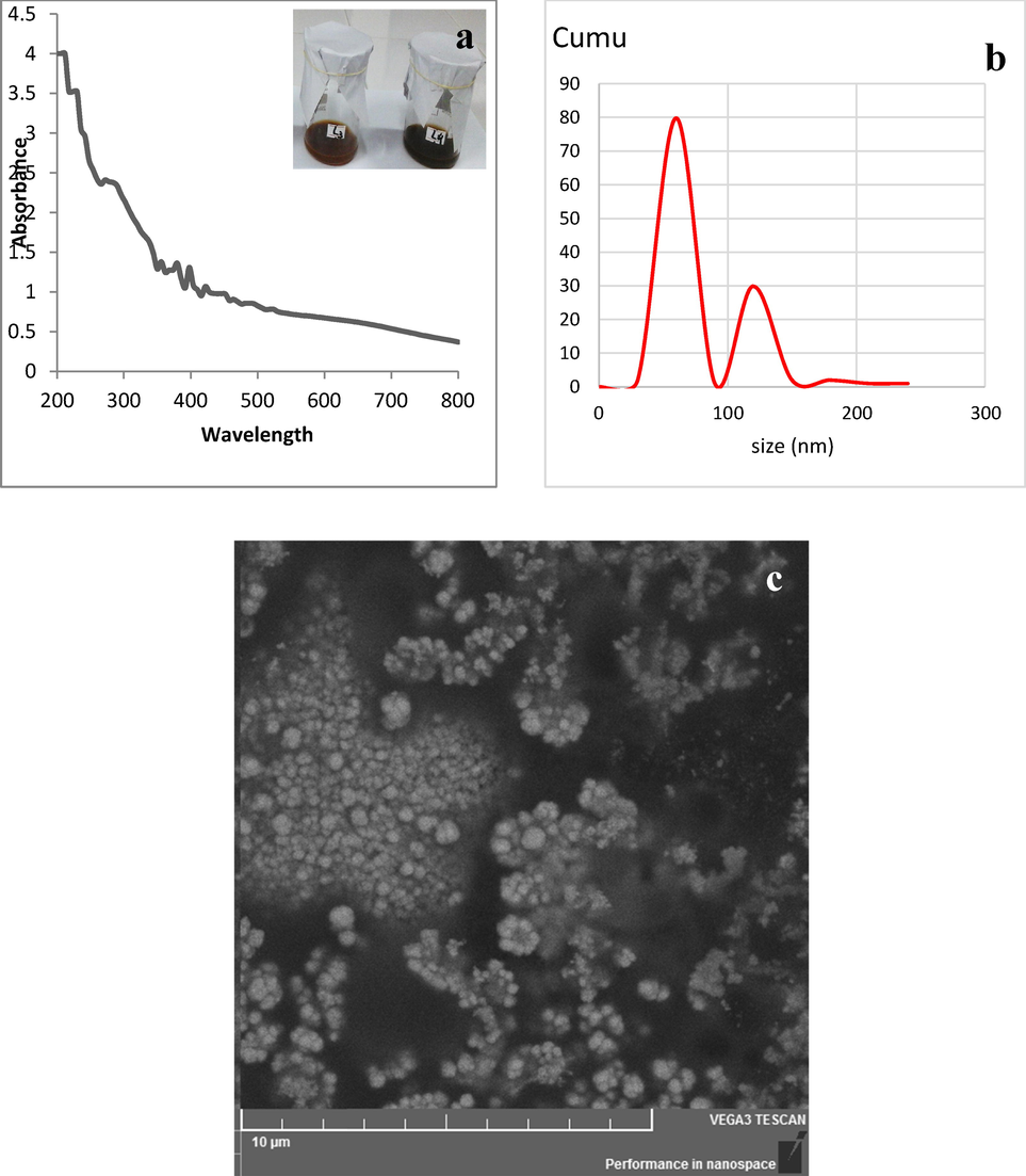 (a) UV–Visible analysis, (b) Particle size analysis, and (c) SEM analysis of iron oxide nanoparticles.