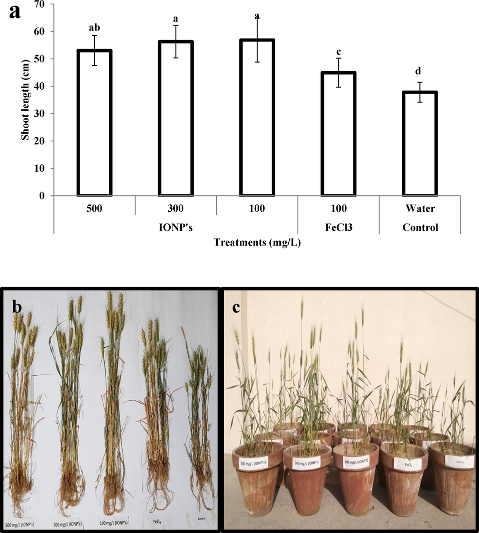 (a–c) Effect of iron nanoparticles and iron salt on shoot length of wheat plants grown in cadmium stress.