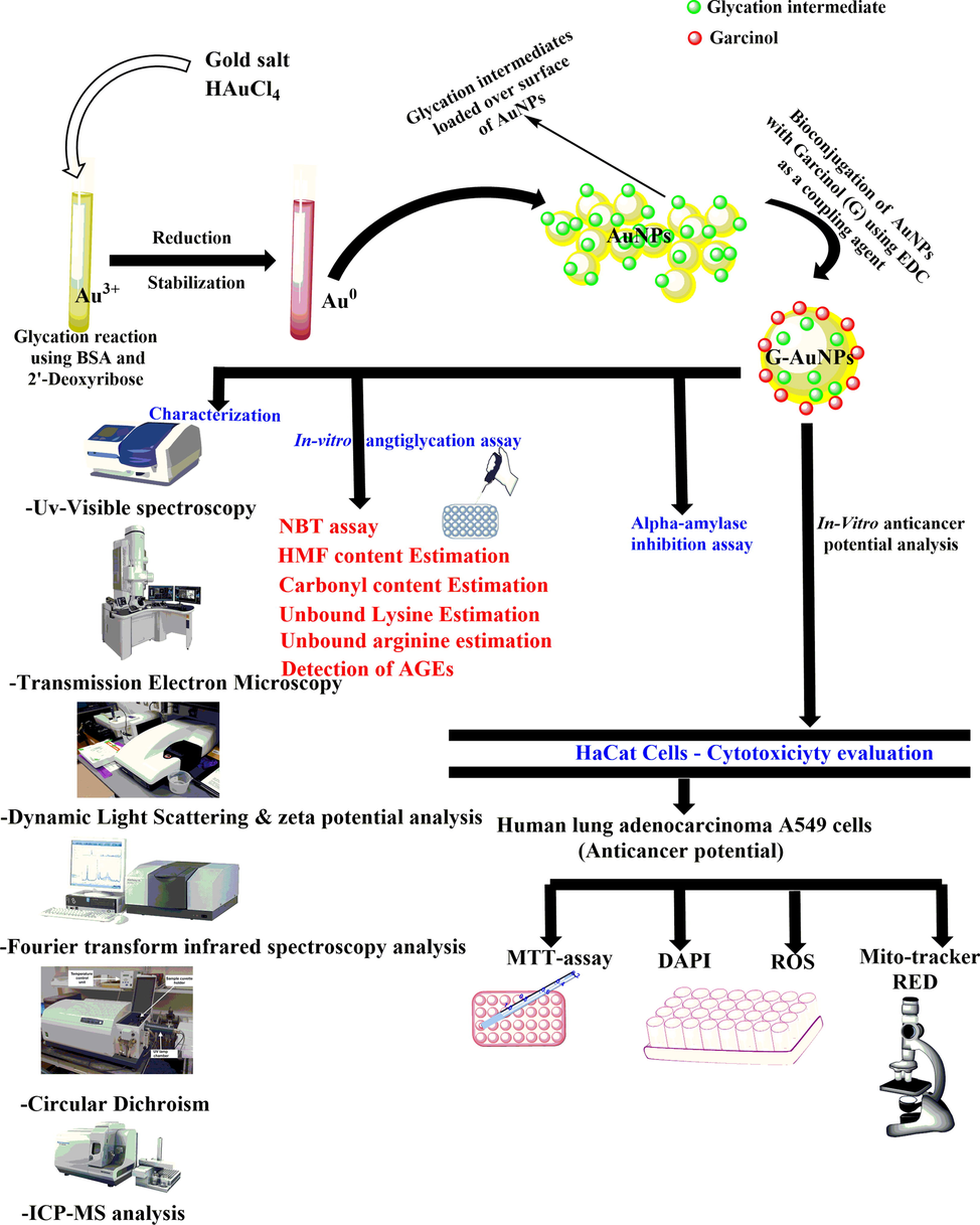 Schematic representation of synthesis of AuNPs, bioconjugation with G (G-AuNPs), characterization, cytotoxicity analysis, antiglycation activity & α- amylase inhibitory activity of pure Garcinol (G), AuNPs and G-AuNPs.