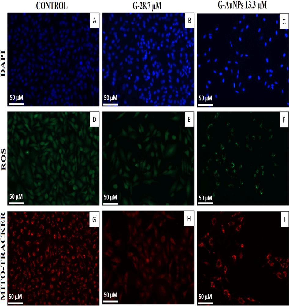 Images of DAPI, DCFDA, and mitrotracker red-stained A549 cells treated with G and G-AuNPs.