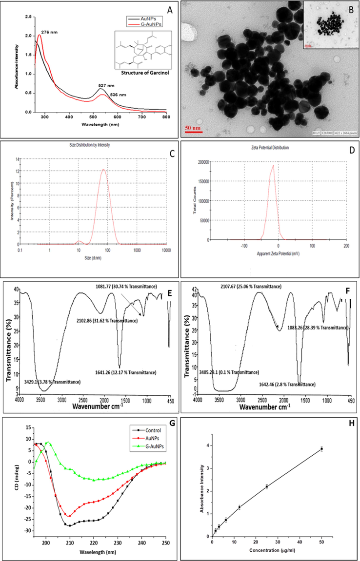 (A) SPR band of AuNPs (527 nm) & G-AuNPs (536 nm) (B) TEM micrograph of G-AuNPs (26.5 d. nm) at 50 nm and 100 nm resolution(inset), (C) Size distribution profile of G-AuNPs, DLS (∼79.5 d. nm) (D) Zeta potential (-18.6 mV) of G-AuNPs (E) FTIR measurements of AuNPs (F) FTIR measurements of G-AuNPs performed in the range 4000–450 cm−1 (G) Far UV CD spectra of modified BSA sample (control), AuNPs and G-AuNPs (H) Standard curve of pure drug garcinol plotted at varying concentrations at its characteristic peak (276 nm). The investigations are the average of three independent experiments/scans performed under identical experimental conditions.