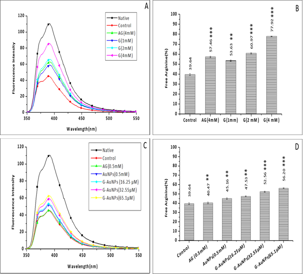 Fluorescence spectroscopy of (A) unmodified BSA (native), glycated BSA (control) and samples treated with varying concentrations of G (B)The bar diagram represents the percent of free arginine residues in unmodified BSA (native), glycated BSA (control) and samples treated with varying concentrations of G. (C) Fluorescence spectroscopy of unmodified BSA (native), glycated BSA (control) and samples treated with varying concentrations of G-AuNPs, AG is used as a standard inhibitor. The spectra are the average of three determinations under identical experimental conditions (D). The bar diagram illustrates the percent of free arginine residues in unmodified BSA (native), glycated BSA (control) and samples treated with varying concentrations of G-AuNPs; the data represented are the mean ± SD of three determinations under identical experimental conditions. Significantly different from control at *** p < 0.001, significantly different from control at ** p < 0.01, non-significantly different from control at ns p > 0.05.