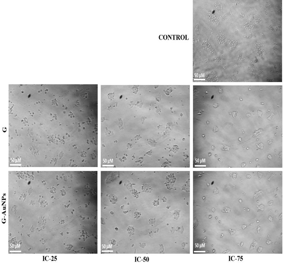 Cytomorphological images of normal human keratinocyte HaCat cells after treatment with G and G AuNPs at a concentration of IC25 (21.81 µM), IC50 (43.63 µM) and IC75(65.44 µM) of pure G and IC25 (43.02 µM), IC50 (86.05 µM) and IC75(129.07 µM) of G-AuNPs.