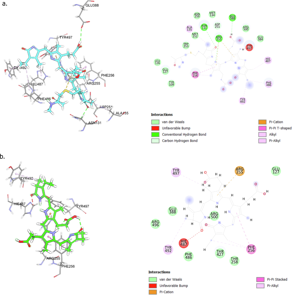 A detailed view of low-energy binding conformations of phycocyanin (a) and phycocyanobilin (b) bound to the active site of ACE2 generated by molecular docking (Autodock VINA software). Image was created using BIOVIA Discovery Studio 2020. The green dashed line indicates the hydrogen bonds with amino acid residues around the ligand, while the pink dashed line indicates hydrophobic interaction between the ligand and the amino acid residues. The orange dashed line indicates electrostatic interaction.