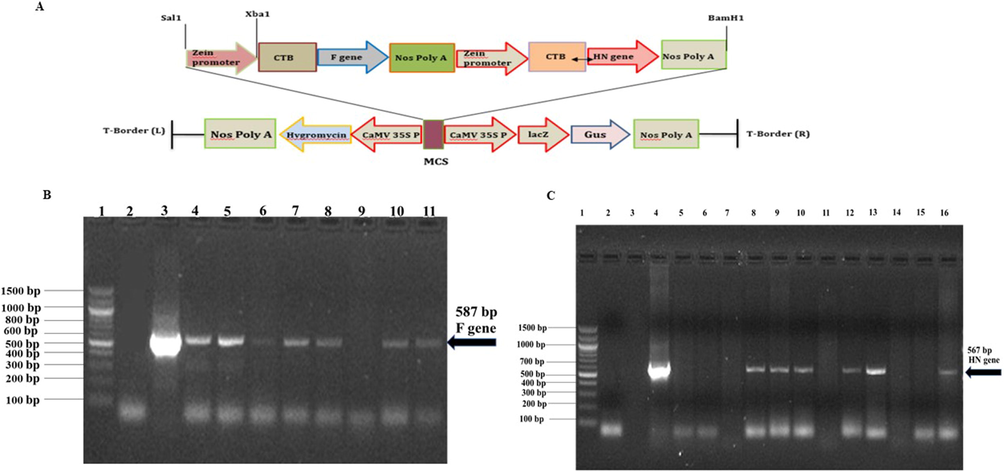 (a) Diagrammatic illustration of F + HN gene along with seed specific promoter. The immunogenic F and HN gene were cloned in Xba1 and BamH1 site under the regulation Cauliflower mosaic virus (CaMV) 35S promoter of multiple cloning sites with seed specific promoter. (b) Confirmation of 587 bp F gene in T1 putative maize plants through PCR using gene specific detection primer. Lane 4–8, 10, 11 amplified 587 bp F gene, Lane 3 positive control, Lane 2 negative control (c) Confirmation of 567 bp HN gene in T1 putative maize plants through PCR using gene specific detection primer. Lane 8–10, 11, 12, 16 amplified 567 bp HN gene, Lane 4 positive control, and Lane 2 negative control.