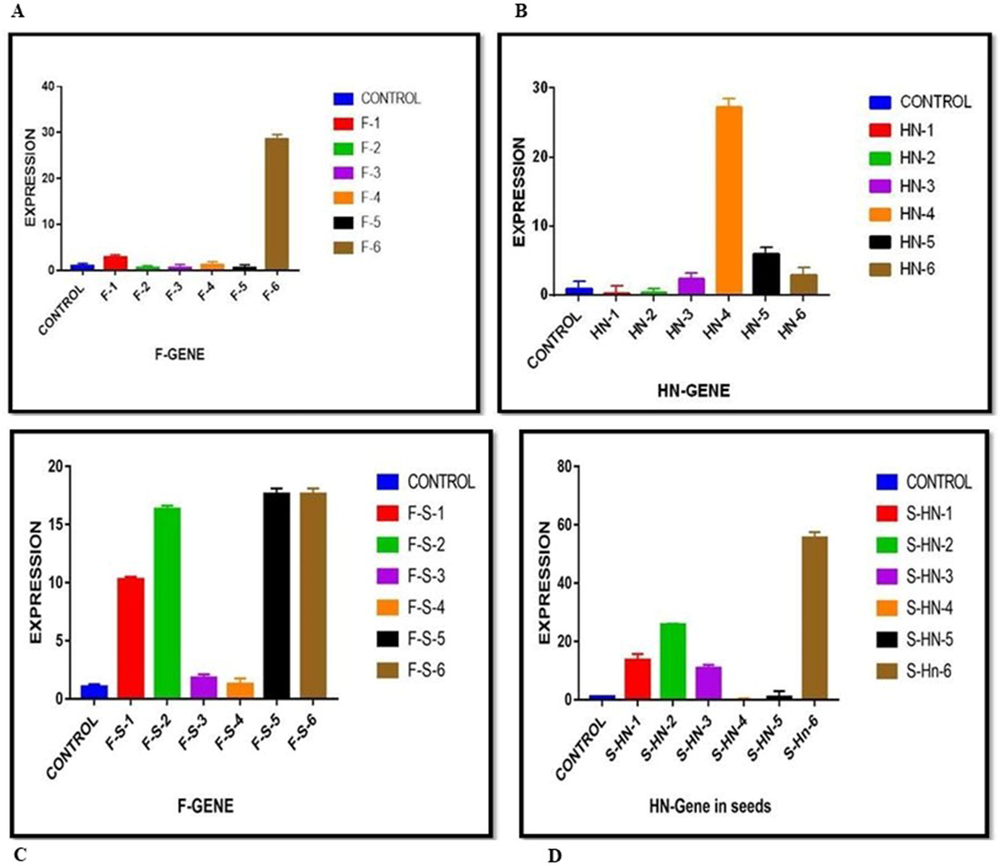 Expression analysis of F and HN genes in maize leaves and seeds. cDNA was synthesized from transgenic maize leaves and seeds. The expression of F and HN genes was studied at transcription level in both leaves and seeds. (a, c) The maximum expression for F gene was observed in corn seeds i.e., 17-fold in F-S-5 and F-S-6;16-fold in F-S-2 and 10-fold in F-S-1 as compared to corn leaves where 28-folds was observed only in F-6. (b, d) Similarly, the maximum expression for HN gene was observed in corn seeds i.e. 58-fold in S-HN-6; 28-fold in S-HN-2, 18-fold in S-HN-1 and 17-fold in S-HN-3 as compared to corn leaves where 28-folds was observed only in HN-4. The figures depict the average SD of three biological replicates. One-way ANOVA is used to determine the significance of the data, and p 0.0001 is denoted by “ ****” and p 0.001 is indicated by “***” above bars.