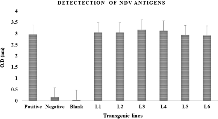 Qualitative detection of F and HN antigen in transgenic maize seeds through ELISA. L1, L2, L3 L4, L5 and L6 maize seeds were observed to be positive and comparable to positive control.