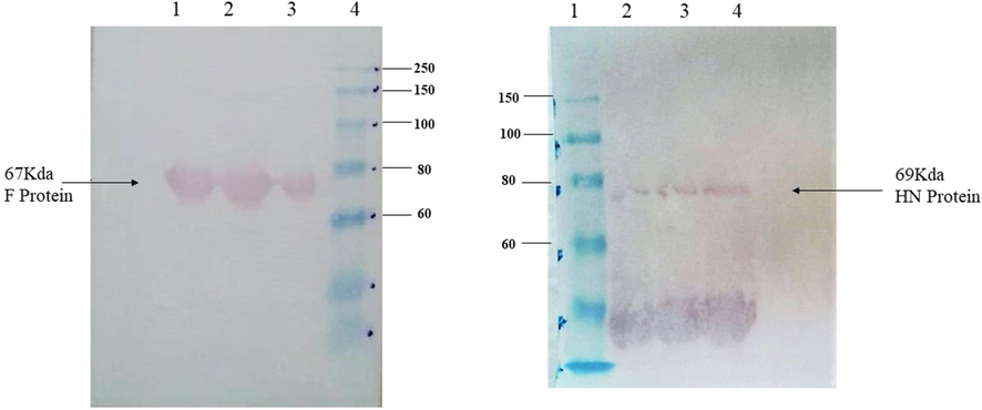 Western blot analysis demonstrating the expression of F and HN protein in transgenic plants. Total soluble protein extracted from transgenic maize seeds (a) 67 kDa protein band was obtained by western blot from transgenic maize seeds confirms the expression of F protein in seeds. Lanes 1–3, TSP from transgenic plants showing 67 kDa F protein; lane 4, protein marker (b) Similarly, 69 kDa protein band was obtained by western blot from transgenic maize seeds confirms the expression of HN protein in seeds. Lane 1, protein marker; Lanes 2–4, TSP from transgenic seeds showing 69 kDa HN protein.