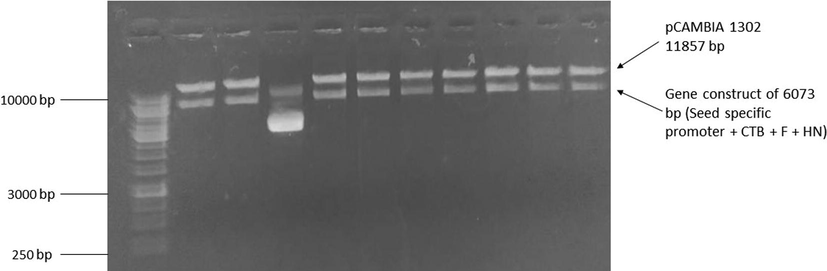 Confirmation of F+HN in PUC57 through colony PCR and restriction digestion. (a) Confirmation of 587bp F gene through colony PCR using gene specific detection primer. Lane 1, 1kb ladder, Lane 2-11 amplified 587 bp F gene, Lane 12 negative control (b) Confirmation of 567bp HN gene through colony PCR using gene specific detection primer. Lane 1, 1kb ladder, Lane 2, negative control, Lane 4-9 amplified 567 bp HN gene (c) Confirmation of cloning of F and HN gene along with seed specific promoter in PCAMBIA 1302 through restriction digestion. Recombinant plasmid was digested with Xba1 and BamH1 to confirm the presence of F and HN gene and excised fragment of 6073 bp confirm the presence of F and HN gene.