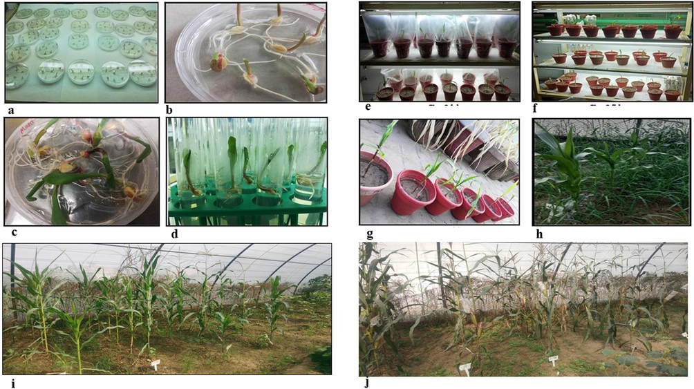 (a) Transformed Z. mays embryos were planted on MS media plates.  Embryos from the inbred lines were transformed with F and HN gene by Agrobacterium-mediated nuclear transformation. (b) 2 days old, transformed Z. mays embryos were grown on MS media for 2 days. (c) 6 days old, transformed Z. mays ready for shifting into glass tubes (d) 8 days old, transformed Z. mays ready in MS medium tubes. Survived plants were transferred into tubes containing MS media. (e) Transformed Z. mays plants were shifted to pots after 12 days. (f) After 12 days remaining survived plants in tubes were transferred to pots. (g) Acclimatization of transformed Z. mays plants by removing plastic covers. 1-month old, transformed Z. mays plants ready for shifting in field after acclimatization. (h) Z. mays transgenic plants in field. Only 12 plants were able to survive, and these plants were shifted to greenhouse. T1 generation of transformed Maize (i) Maize plants (j) Self-pollinated corn.