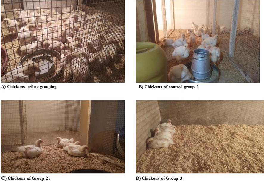 13 days old chickens and their grouping. (a) Chickens before grouping. (b) Chickens of control group 1 having normal diet. (c) Chickens of transgenic group 2 having transgenic diet 2. (d) Chickens of commercial vaccine group 3 having normal diet and were given LaSota vaccine at 0 day and booster dose at 14th day.