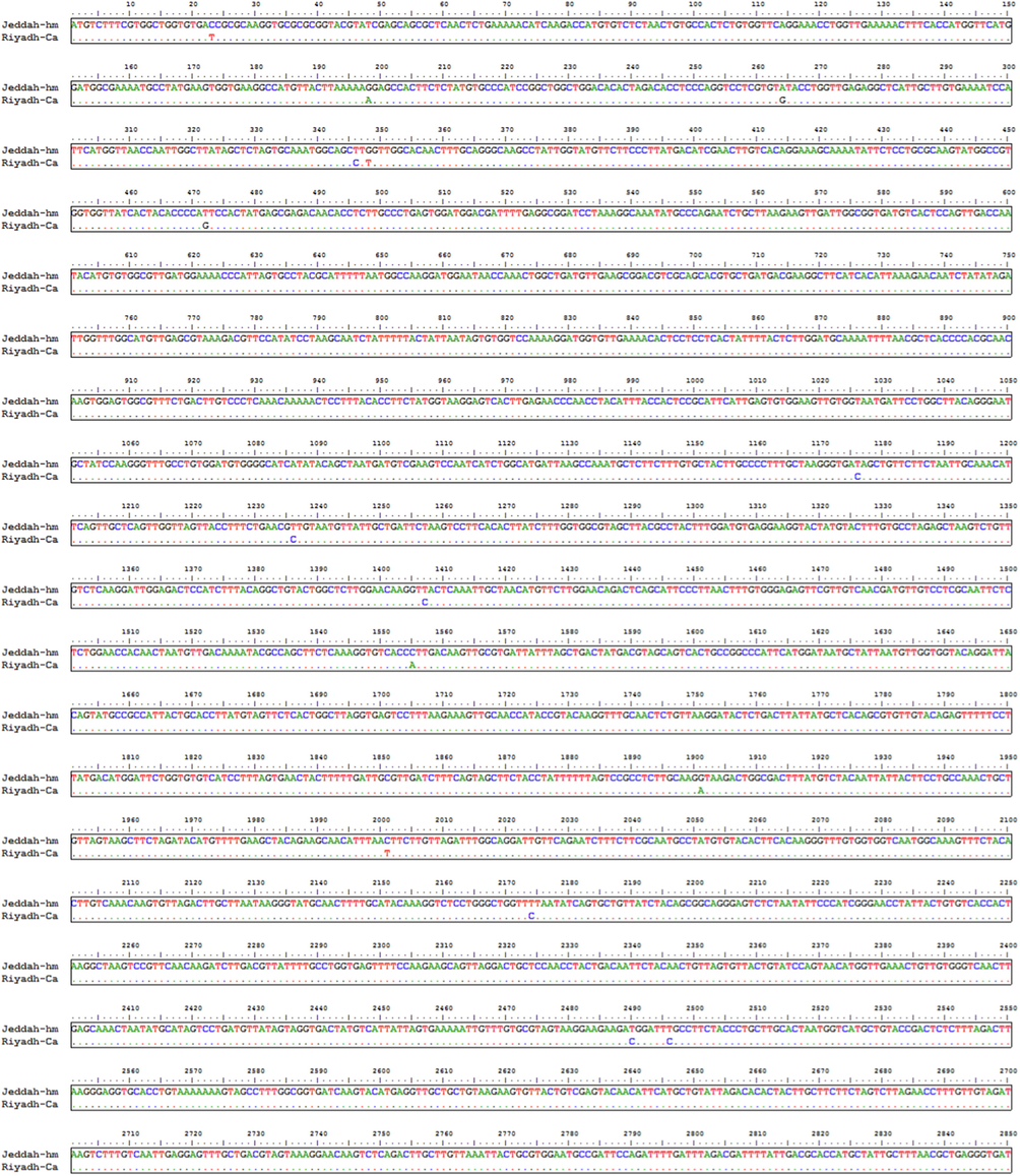 Multiple sequence alignmnet of MERS-CoV-orf1ab gene from Human and camels isolates.