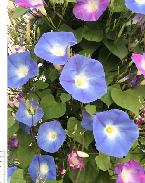 Ipomoea tricolor plants observed during the exploratory surveys in Tokat province, Turkey.