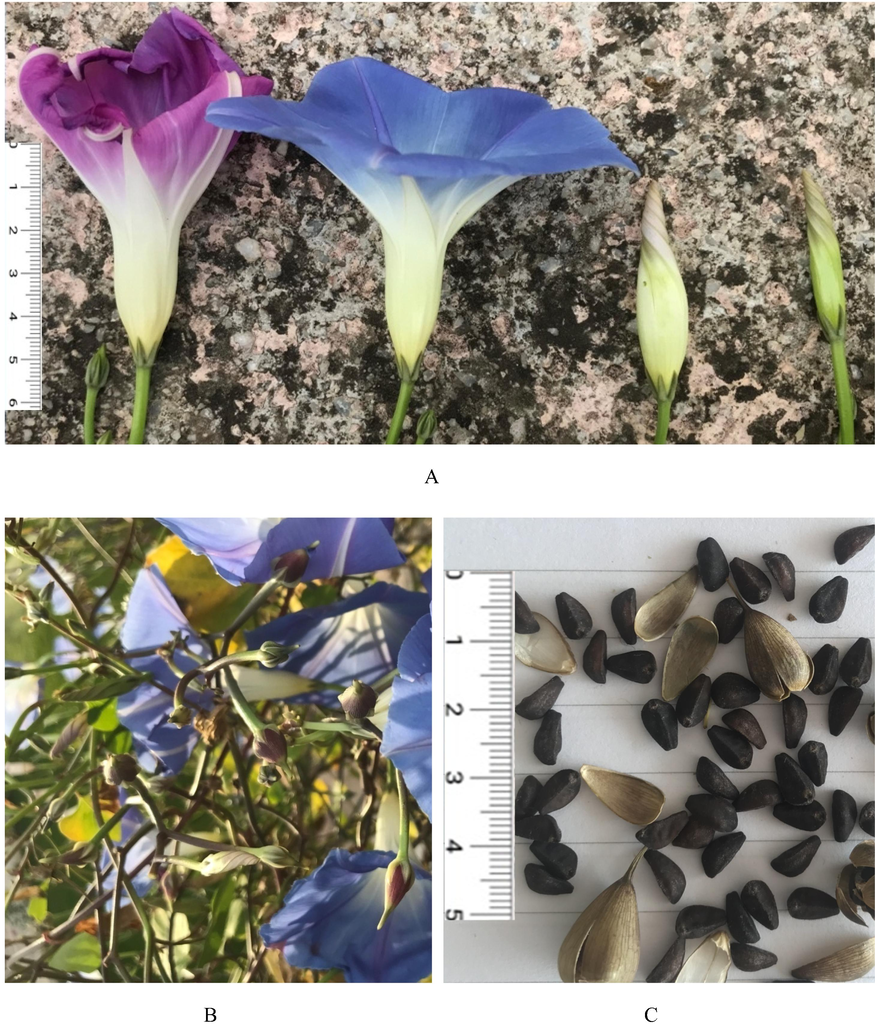 Ipomoea tricolor A) flowers, B) fruits and C) seeds obtained from the plants recorded during the exploratory surveys.