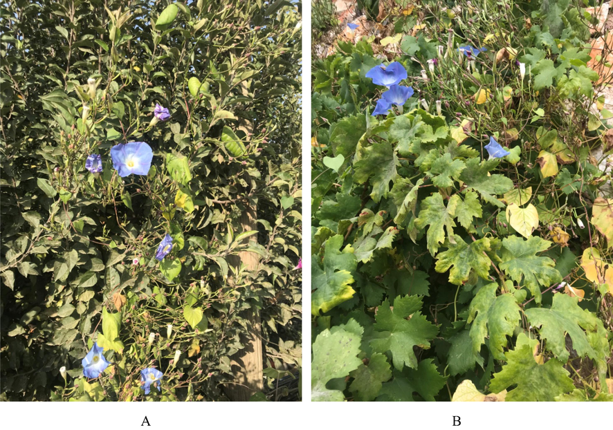 Ipomoea tricolor plants climbing (A) apple and (B) vine plants on the edge of an orchard.